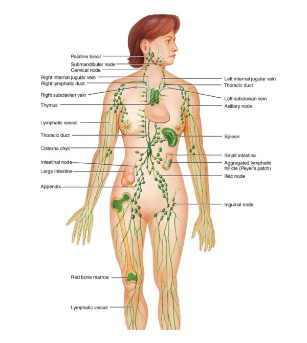 Lymphatic-Drainage